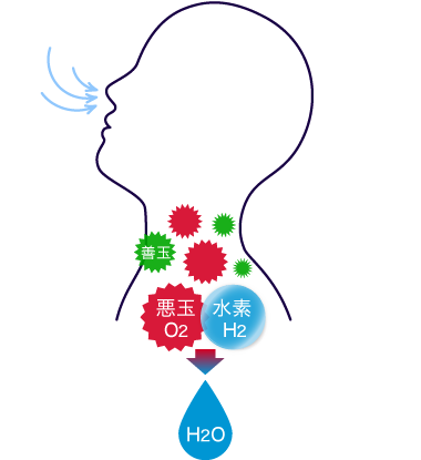 代表的な還元物質と分子量比較イメージ